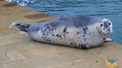 Muere Doqui, la foca que se paseaba por las costas gallegas - en.as.com - Portugal