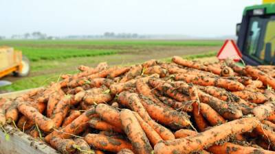 Muere un joven sepultado por zanahorias en Segovia - en.as.com