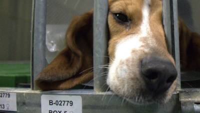 El polémico experimento con perros Beagle que se hará en Madrid - en.as.com - Madrid