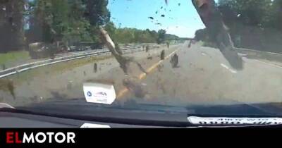 Un árbol impacta con un coche en la autopista y sucede esto - en.as.com