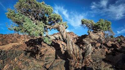 El árbol más viejo de Europa está en España - en.as.com