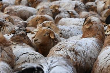 Michael Jordan - UFC Legend Khabib Nurmagomedov Makes Incredible Offer Of Three Sheep To Meet A Sporting Icon - sportbible.com - Russia - Usa - Florida - county Miami - county Eagle - Jordan