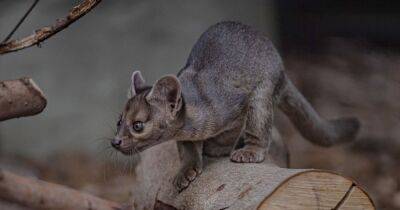 Rare fossa triplets born at Chester Zoo for the first time - manchestereveningnews.co.uk - Madagascar