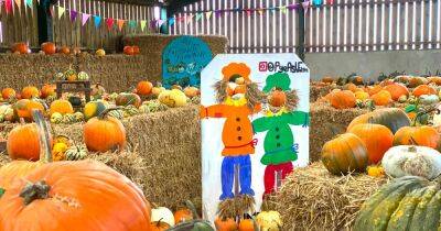 The indoor pumpkin maze - where kids can meet farm animals and watch sheepdog demos too