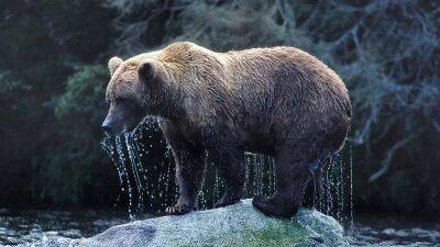 Fat, inactive yet healthy: Could hibernating bears hold clues to treating diabetes in humans? - euronews.com - state Washington