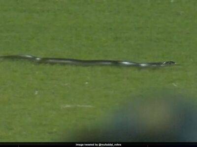 Watch: Snake In Guwahati Stadium Stops Play In 2nd India vs South Africa T20I