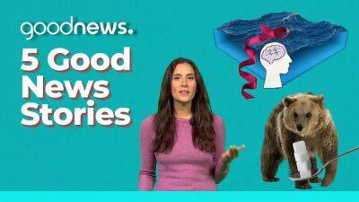 Good News: 90 per cent of plastic in oceans could be gone by 2040 and a breakthrough for Alzheimer's - euronews.com - France - Netherlands - Ecuador