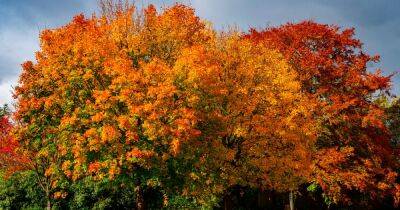 Send us your photos of Greater Manchester in the autumn - manchestereveningnews.co.uk - Manchester