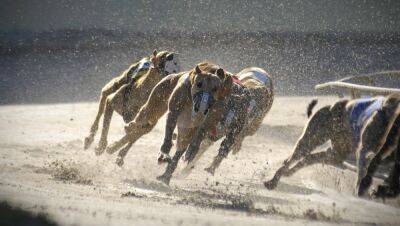 Green TD to introduce bill on funding greyhound industry - rte.ie - Ireland - county Green