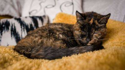 Flossie, 26, officially crowned world’s oldest living cat by Guinness World Records