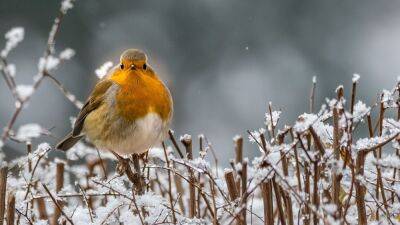 Make your garden a safe haven for robins this Christmas with these expert tips