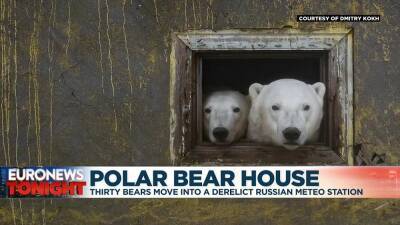 Thirty bears move into derelict Soviet weather station - euronews.com - Russia