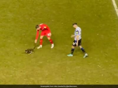 Kurt Zouma - Sheffield Wednesday - Wigan Athletic - Watch: Cat Is Escorted Off The Field After Disrupting Football Match In England - sports.ndtv.com - Britain - France - Scotland