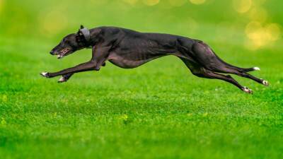 Antonio Romero - La verdad de los perros de caza - en.as.com