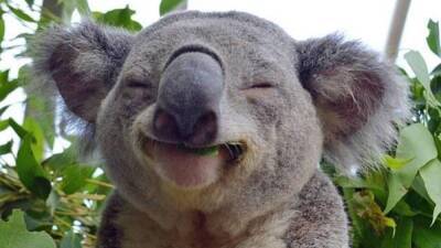 Los koalas, en peligro de extinción - en.as.com - Australia