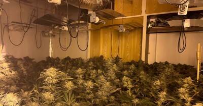 Arrest after hundreds of cannabis plants discovered at farm in Bolton home - manchestereveningnews.co.uk