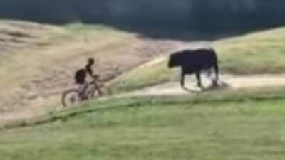 Un toro embiste a un ciclista durante una carrera de MTB