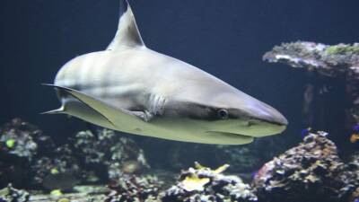 Un tiburón blanco devora a un nadador en la playa de Little Bay