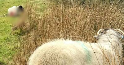 Storm Eunice - Owner flees after dog mauls two sheep to death in savage attack - manchestereveningnews.co.uk