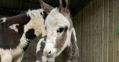Families outraged over farm's name for newborn donkey - manchestereveningnews.co.uk - Britain - Manchester