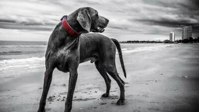 Reino Unido - Un misterioso virus afecta a los perros en Reino Unido - en.as.com