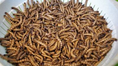 Los insectos llegarán a las mesas de Europa y España a corto plazo