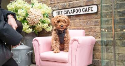 Manchester's first Cavapoo café is opening in the city centre - and all pups get free 'Pupuccinos'