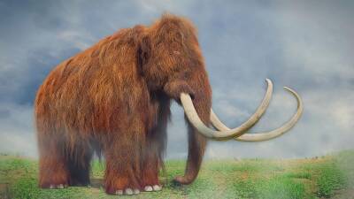 Why are scientists bringing woolly mammoths back from extinction? - euronews.com