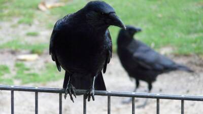 These crows are putting humans to shame by picking up cigarette butts - euronews.com - Sweden - France -  Stockholm