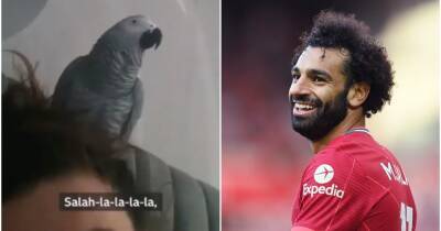 Mo Salah - Mohamed Salah - Mohamed Salah: Parrot knows all the words to Liverpool star's 'Egyptian King' song - givemesport.com - Egypt -  Belfast