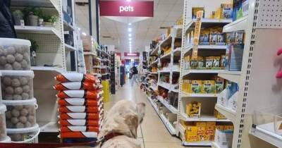 Wilko issues message to all shoppers who have a dog or cat - manchestereveningnews.co.uk - Britain