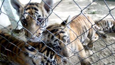 Un joven fotografía dos tigres negros, una especie con solo ocho ejemplares