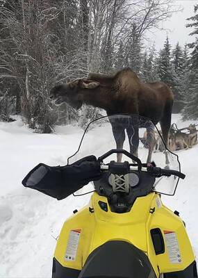 Alaska moose attack against Iditarod sled team leaves 4 dogs injured