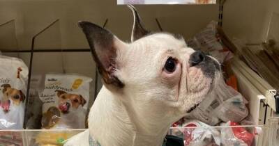 Wilko facing furious shopper boycott over new rules that allow everyone's dogs in stores - manchestereveningnews.co.uk