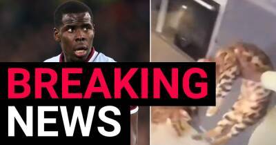 Kurt Zouma - Kurt Zouma’s cats seized by RSPCA and West Ham defender fined £250,000 - metro.co.uk - France