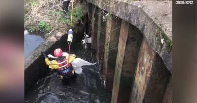 Swan trapped for days hauled to freedom in dramatic RSPCA rescue - manchestereveningnews.co.uk - Manchester