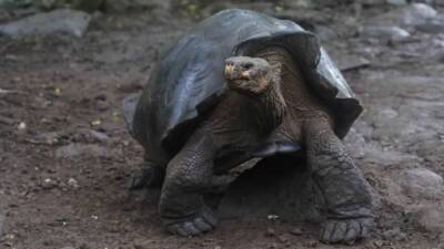 Descubren una nueva tortuga en las Islas Galápagos