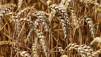 El conflicto Rusia-Ucrania puede convertir a la India en el mayor exportador mundial de trigo