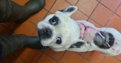 Appeal after Bruce the French Bulldog abandoned with horrific burns