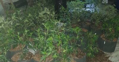 Police uncover large cannabis farm in Bury with more than 350 plants found