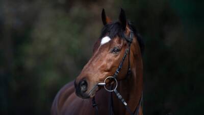 Tiger Roll: The People's Horse