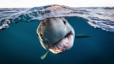 Tres españoles ganan los premios de fotografía submarina 2022 - en.as.com - Britain - Madrid