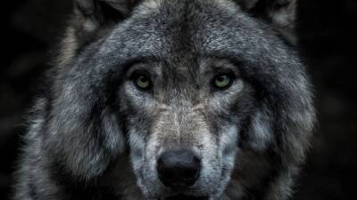 ¿Quién teme a su lobo feroz? Consejos para gestionar bien tu diálogo interno