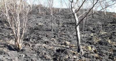 Moorland 'catastrophe' feared with 24 fires in last four days just as spring blooms - manchestereveningnews.co.uk