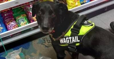 The genius sniffer dogs hunting down dodgy tobacco worth THOUSANDS - manchestereveningnews.co.uk - Britain