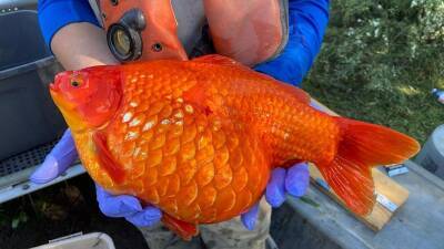 Supersized goldfish are threatening native species in this region of Canada