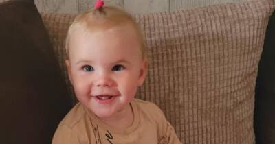 Tests reveal breed of dog that mauled toddler to death as investigation continues