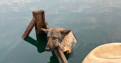 Stricken dog saved from lake after clinging to bank overnight