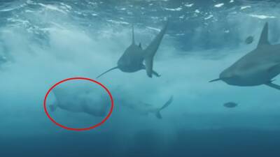 Espeluznantes encuentros entre surfistas y tiburones - en.as.com - Florida - state California