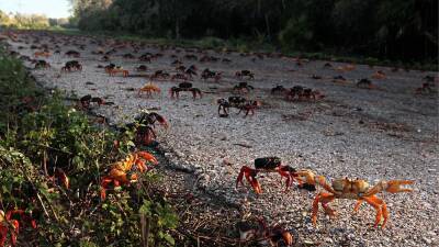 Swarm of crabs return to Cuba's beaches after a 'pandemic-induced recovery' - euronews.com - Cuba
